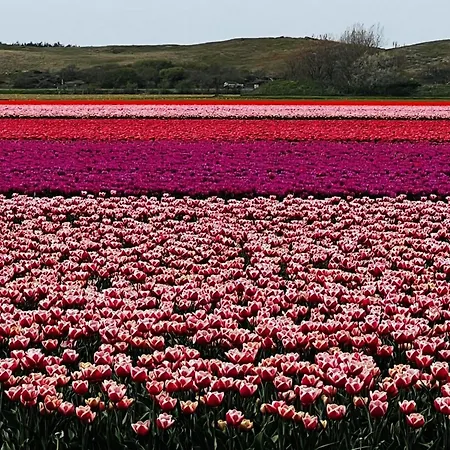 Beautiful In North Holland *