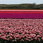 Beautiful In North Holland *