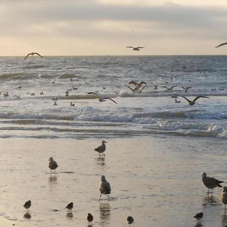 Tatil Evi Beautiful In North Holland