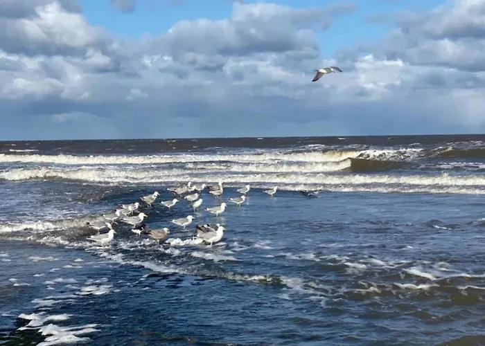 Tatil Evi Beautiful In North Holland