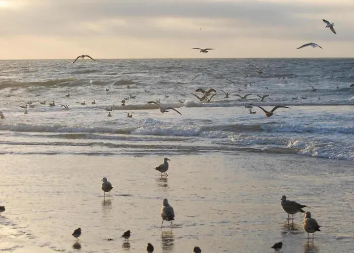 Tatil Evi Beautiful In North Holland