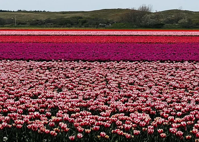 Beautiful In North Holland *